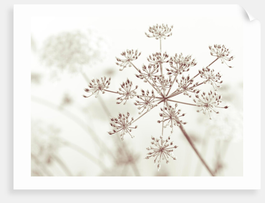 Cow parsley flower by Assaf Frank